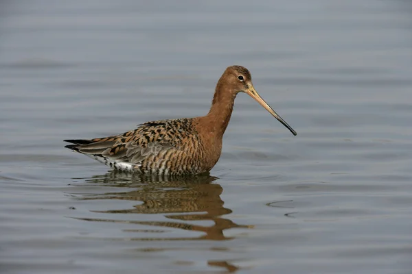 Kara kuyruklu Godwit, Limosa limozası — Stok fotoğraf