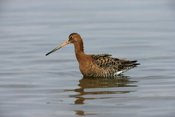 Чернохвостый Годвит, Limosa limosa — стоковое фото