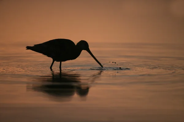 Godwit de cauda preta, Limosa limosa — Fotografia de Stock