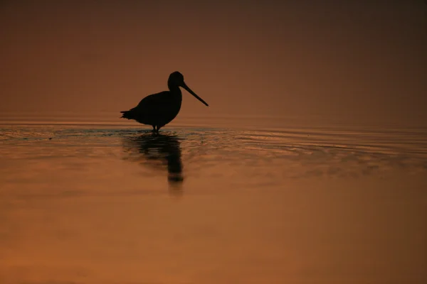 Godwit de cola negra, Limosa limosa —  Fotos de Stock