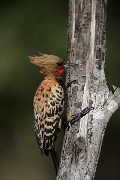 Blond-crested woodpecker, Colaptes flavescens — Stock Photo, Image