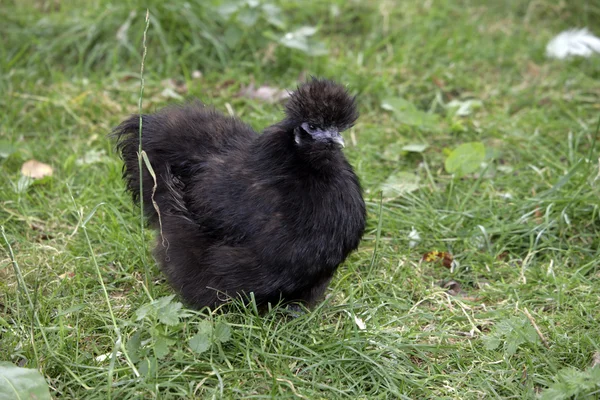 Blå silke, — Stockfoto