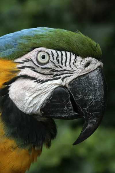 Blue-and-yellow macaw, Ara ararauna — Stock Photo, Image