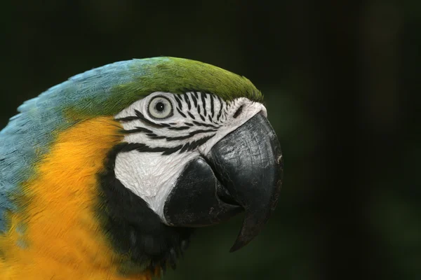 Arara azul e amarela, Ara ararauna — Fotografia de Stock