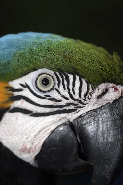 Arara azul e amarela, Ara ararauna — Fotografia de Stock