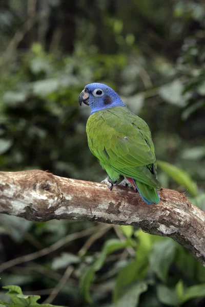 Na czele niebieski papuga, pionus menstruus — Zdjęcie stockowe