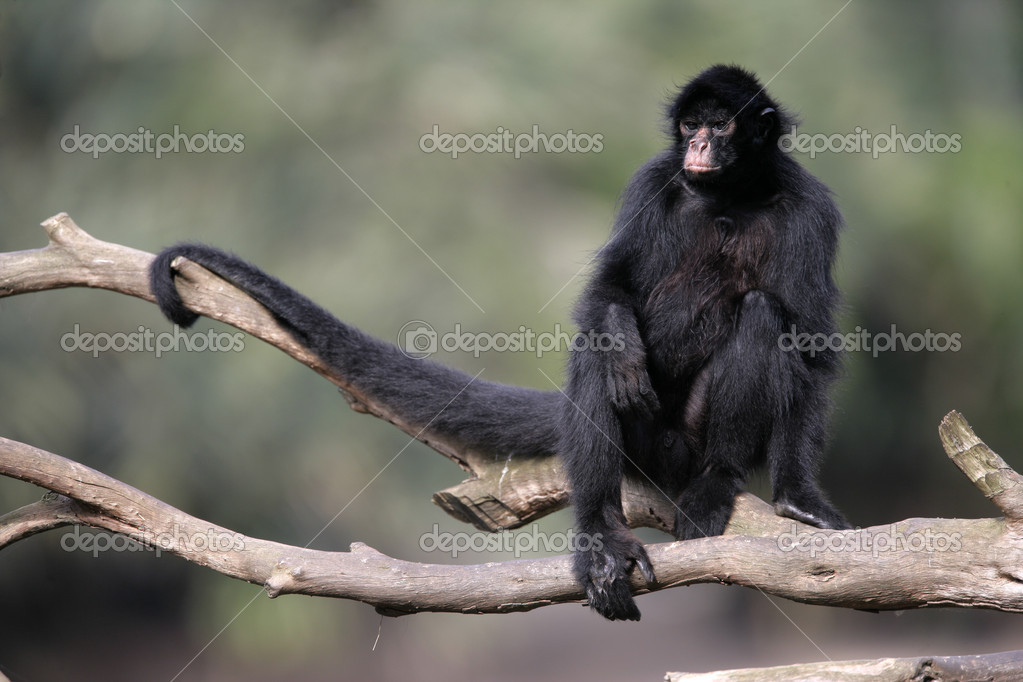 Macaco Aranha Preto - Ateles paniscus - Redfaced Spider Monkey