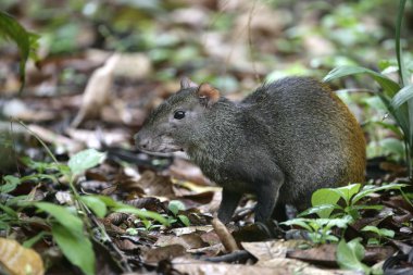 brazil aguti dasyprocta leporina