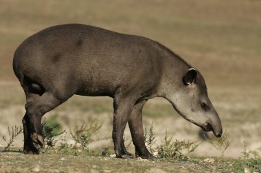 Brazilian tapir, Tapirus terrestris, clipart