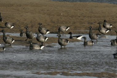 Brent kaz, kara karınlı branta bernicla