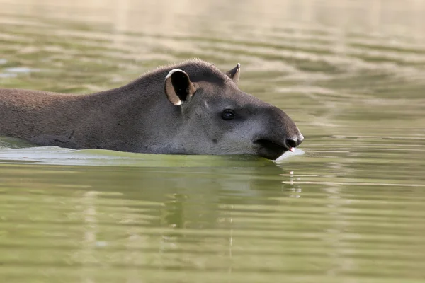 Braziliaanse tapir, tapirus terrestris, — Stockfoto