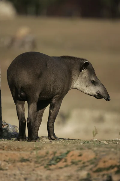 Brazylijskiego tapira, tapirus terrestris, — Zdjęcie stockowe