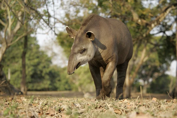 Brazilian tapir, Tapirus terrestris, — Stock Photo, Image