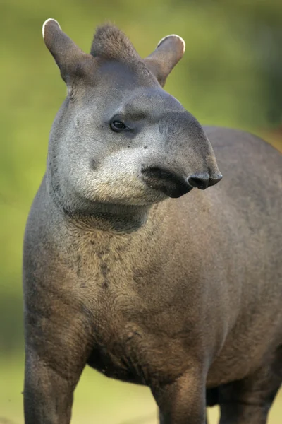 Braziliaanse tapir, tapirus terrestris, — Stockfoto