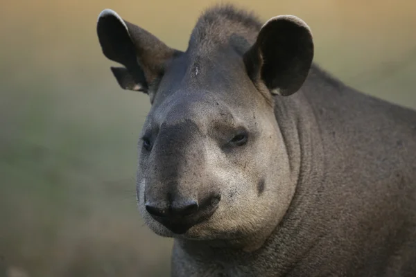 Tapirus terrestris, tapiro brasiliano , — Foto Stock