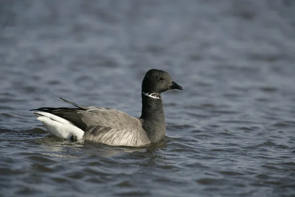 Brent goose, donker-bellied, branta bernicla — Stockfoto