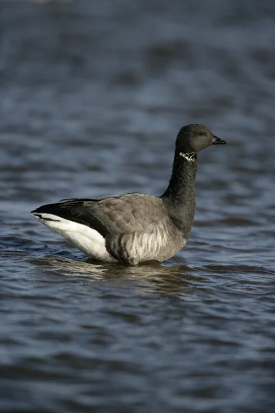 Brent goose, donker-bellied, branta bernicla — Stockfoto