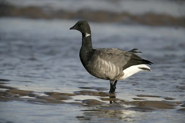 Ganso de Brent, vientre oscuro, Branta bernicla —  Fotos de Stock