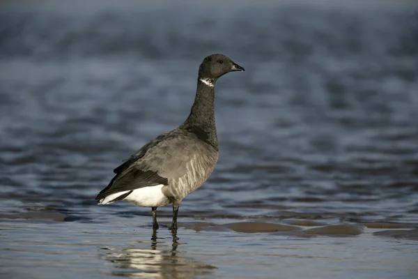Brant goose, dark-bellied, Branta bernicla — стоковое фото