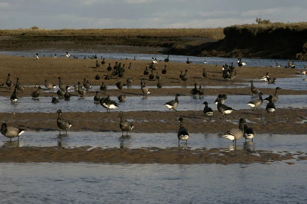 Brent goose, barriga escura, Branta bernicla — Fotografia de Stock