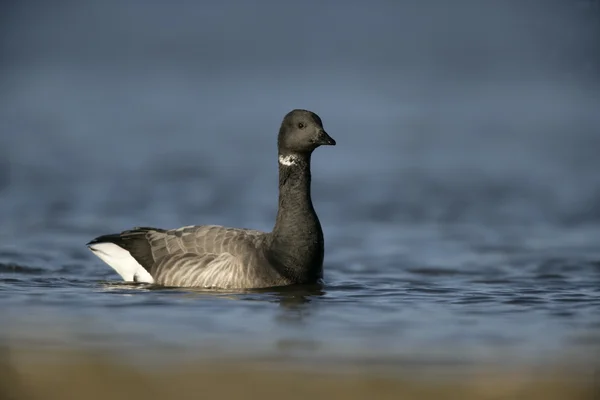 Brent goose, barriga escura, Branta bernicla — Fotografia de Stock