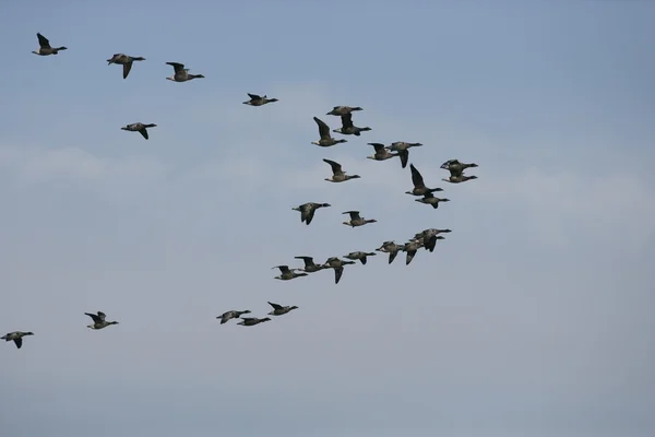 Ganso de Brent, vientre oscuro, Branta bernicla —  Fotos de Stock