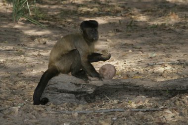 kahverengi capuchin veya siyah çizgili capuchin veya sakallı capuchin cebus libidinosus