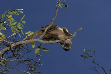 kahverengi capuchin veya siyah çizgili capuchin veya sakallı capuchin cebus libidinosus