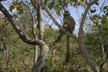 kahverengi capuchin veya siyah çizgili capuchin veya sakallı capuchin cebus libidinosus