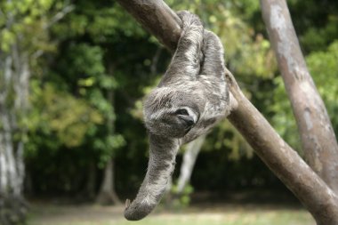 kahverengi-boğazlı üç parmaklı tembellik, bradypus variegatus