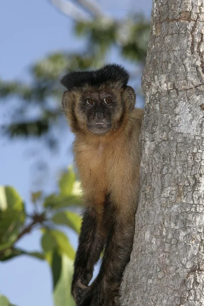 Kahverengi capuchin veya siyah çizgili capuchin veya sakallı capuchin cebus libidinosus — Stok fotoğraf