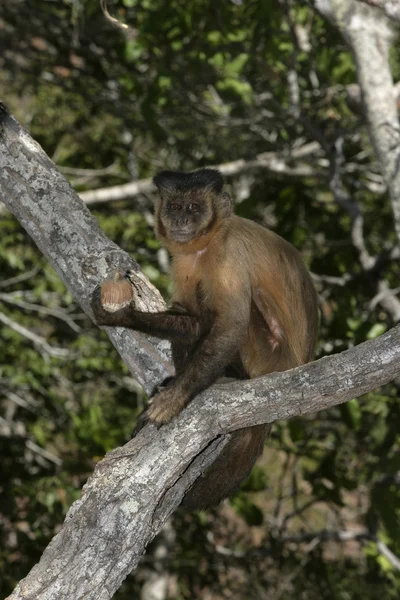 Kahverengi capuchin veya siyah çizgili capuchin veya sakallı capuchin cebus libidinosus — Stok fotoğraf