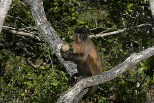 Cappuccino bruno o cappuccino a strisce nere o cappuccino barbuto, Cebus libidinosus — Foto Stock