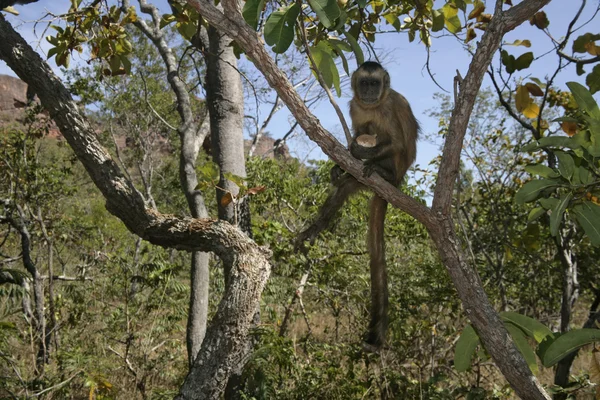 Capuchinhos-marrons ou capuchinhos-listrados-pretos ou capuchinhos-barbudos, Cebus libidinosus — Fotografia de Stock