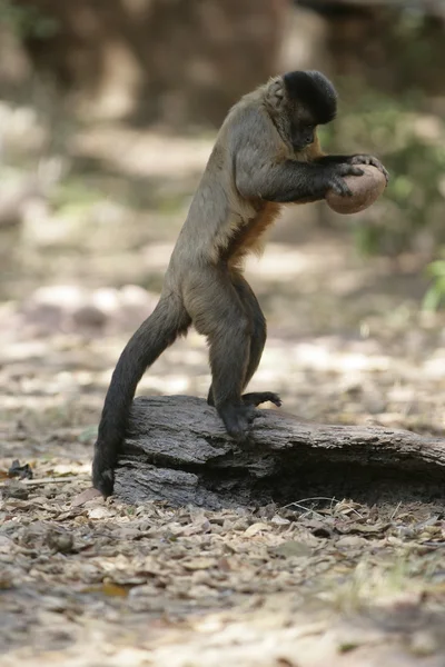 Capuchinhos-marrons ou capuchinhos-listrados-pretos ou capuchinhos-barbudos, Cebus libidinosus — Fotografia de Stock