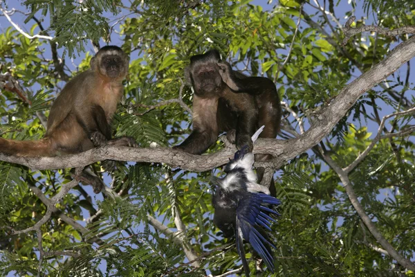 Capuchinhos-marrons ou capuchinhos-listrados-pretos ou capuchinhos-barbudos, Cebus libidinosus — Fotografia de Stock