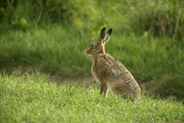 Brown hare, Lepus europaeus, — Stock Photo, Image