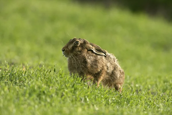 Καφέ λαγό, lepus europaeus, — Φωτογραφία Αρχείου