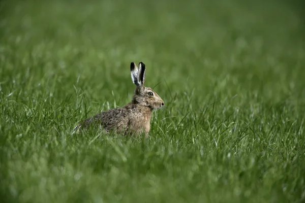 Hnědé zajíc lepus europaeus, — Stock fotografie