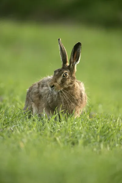 Brown hare, Lepus europaeus, — Stock Photo, Image
