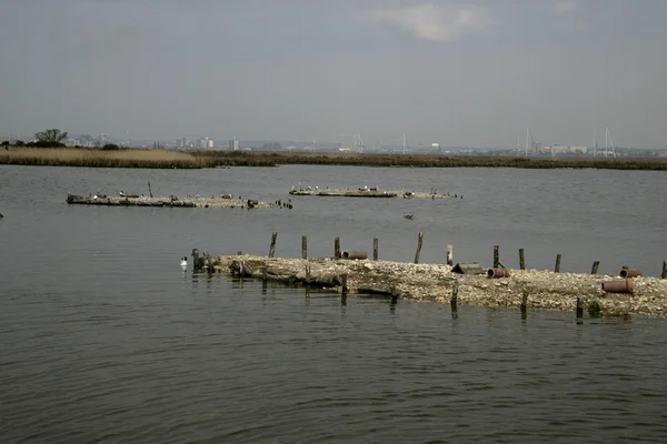 Brownsea Island — Stockfoto