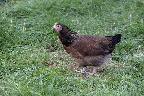 Brown sussex minature — Stock Photo, Image