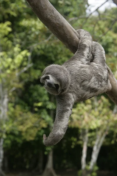 Brown-throated three-toed sloth, Bradypus variegatus — Stock Photo, Image