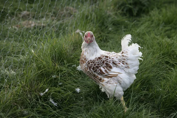 Buff-laced wyandotte — Stock Photo, Image