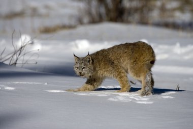 Kanadalı lynx lynx canadensis
