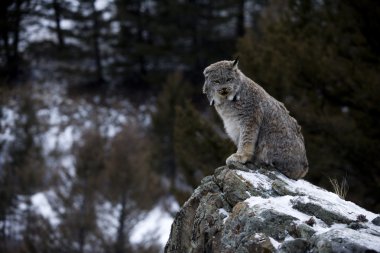 Kanadalı lynx lynx canadensis