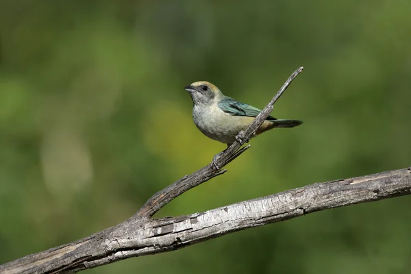 Brüniert-buff tanager, tanagara cayana — Stockfoto