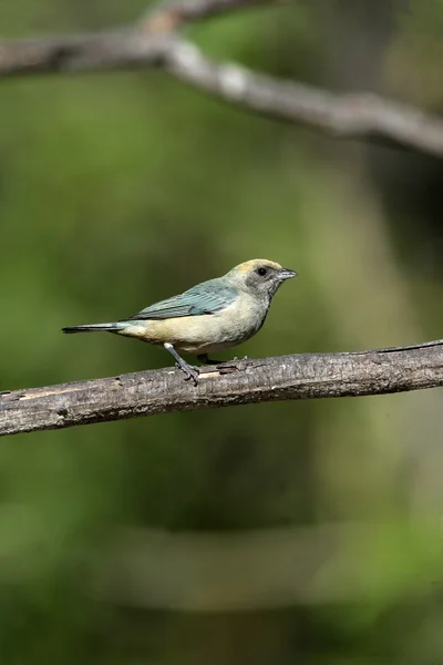 Leštěné buff tanager, tanagara cayana — Stock fotografie