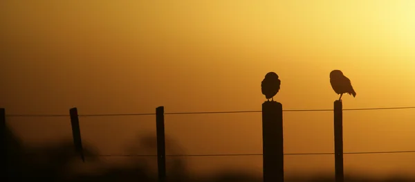 Bufniță arzătoare, Speotyto cunicularia — Fotografie, imagine de stoc