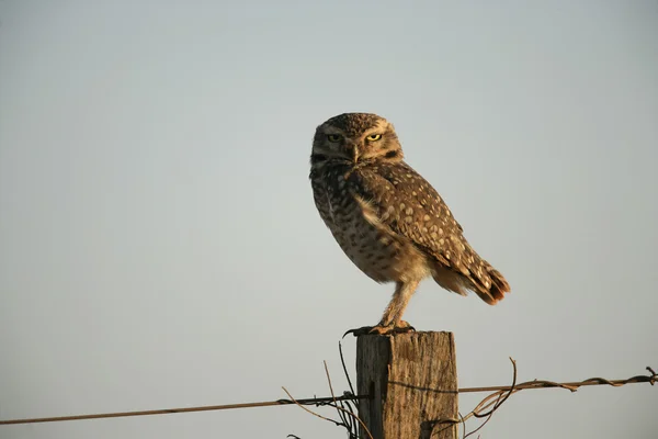 Burrowing owl, Speotyto cunicularia — Foto de Stock